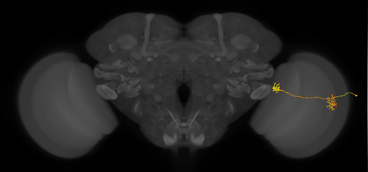 Tm34_R (JRC_OpticLobe:65485)