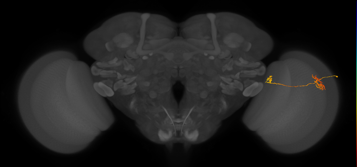 Tm34_R (JRC_OpticLobe:73503)