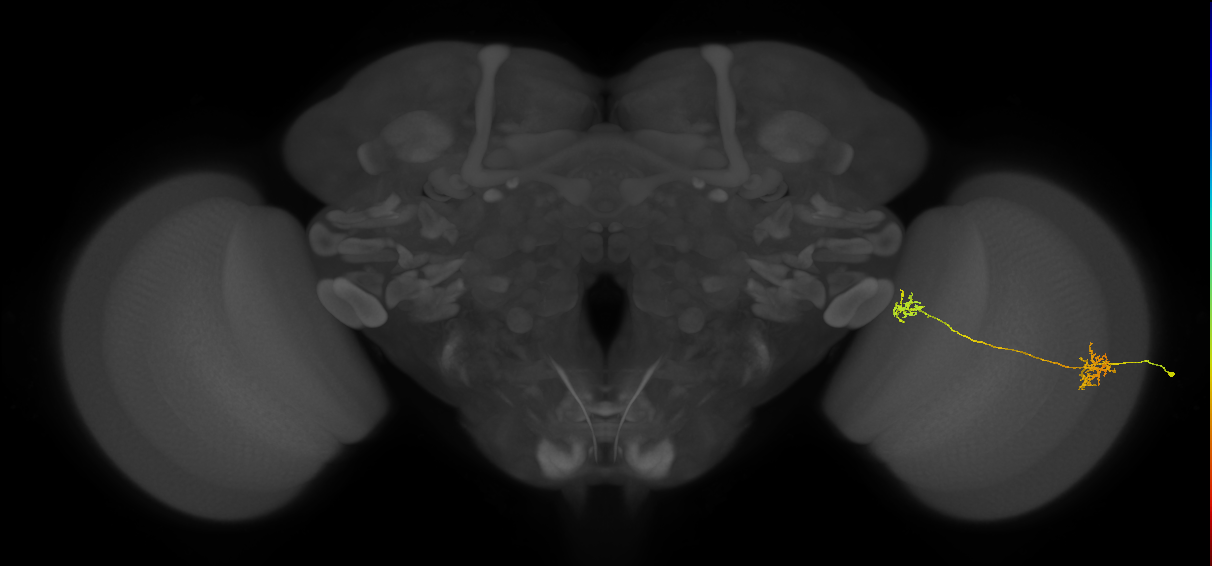Tm34_R (JRC_OpticLobe:97555)