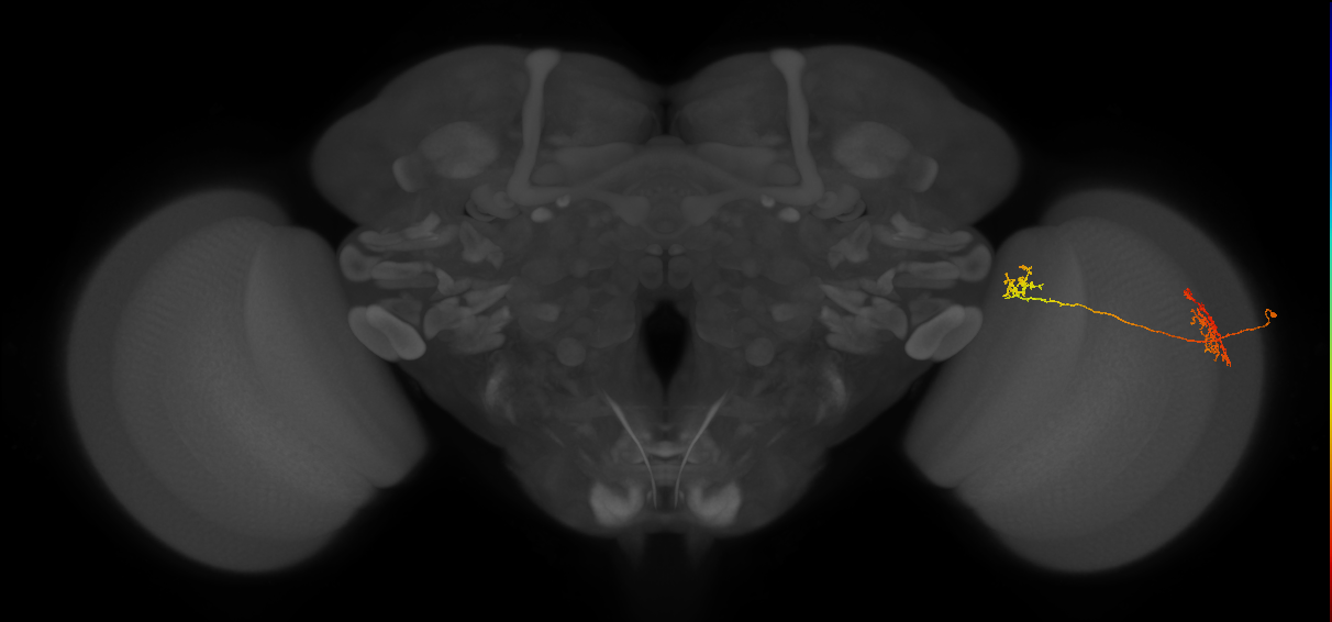 Tm34_R (JRC_OpticLobe:63725)
