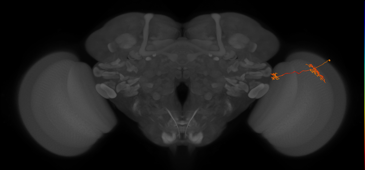 Tm34_R (JRC_OpticLobe:81861)
