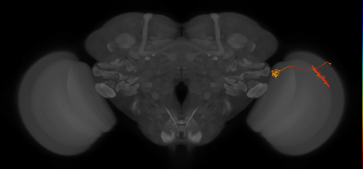 Tm34_R (JRC_OpticLobe:66286)