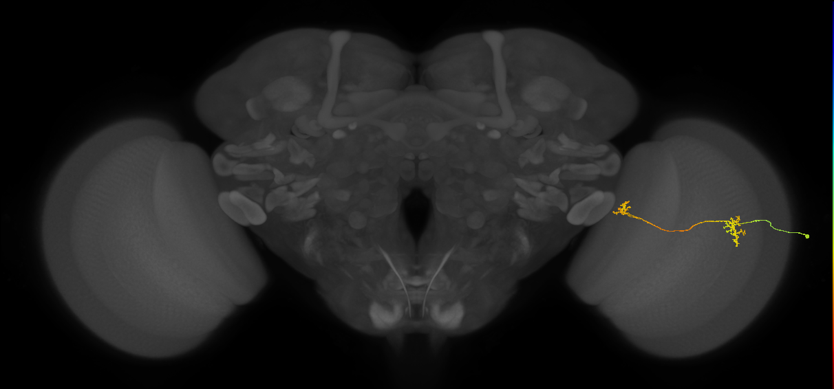 Tm34_R (JRC_OpticLobe:93084)
