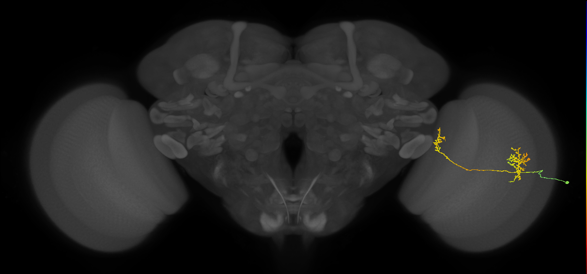 Tm34_R (JRC_OpticLobe:47672)
