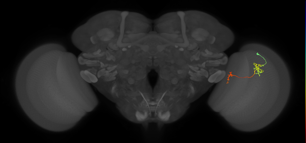 Tm35_R (JRC_OpticLobe:78609)