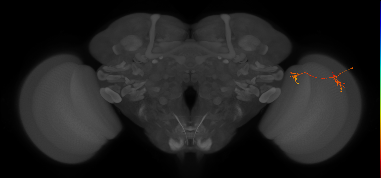 Tm35_R (JRC_OpticLobe:76215)