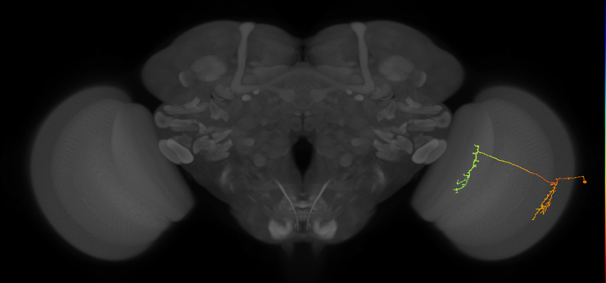 Tm35_R (JRC_OpticLobe:64890)