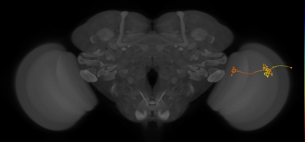 Tm35_R (JRC_OpticLobe:76834)