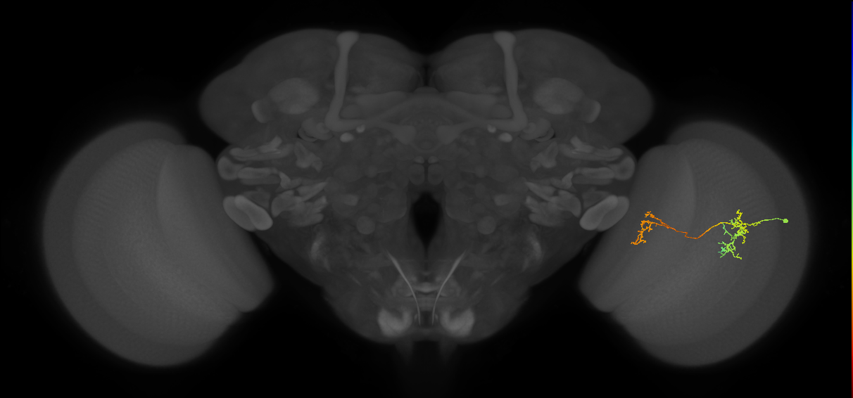 Tm35_R (JRC_OpticLobe:71704)