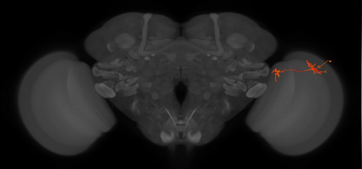 Tm35_R (JRC_OpticLobe:65871)