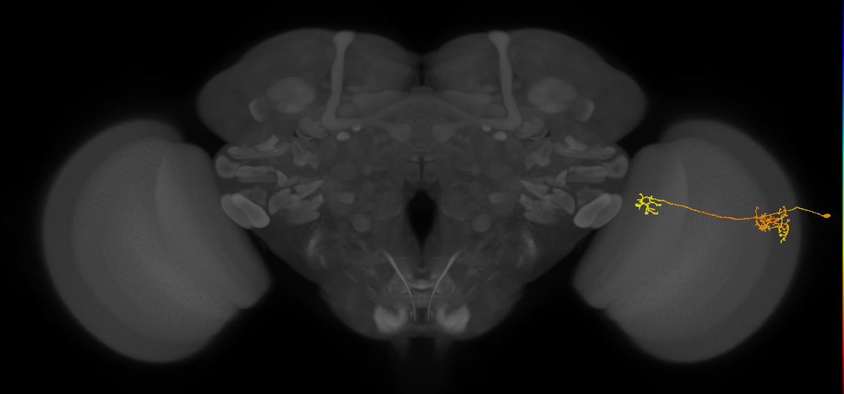 Tm36_R (JRC_OpticLobe:57735)
