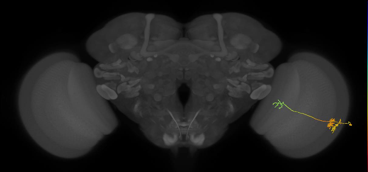 Tm36_R (JRC_OpticLobe:53767)