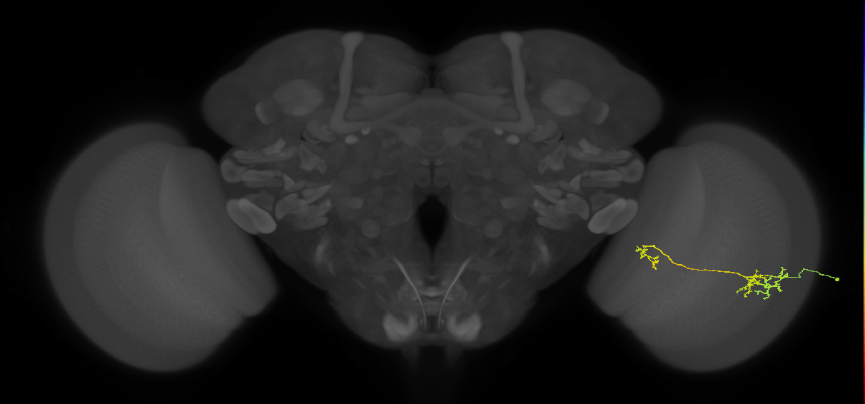 Tm36_R (JRC_OpticLobe:91941)