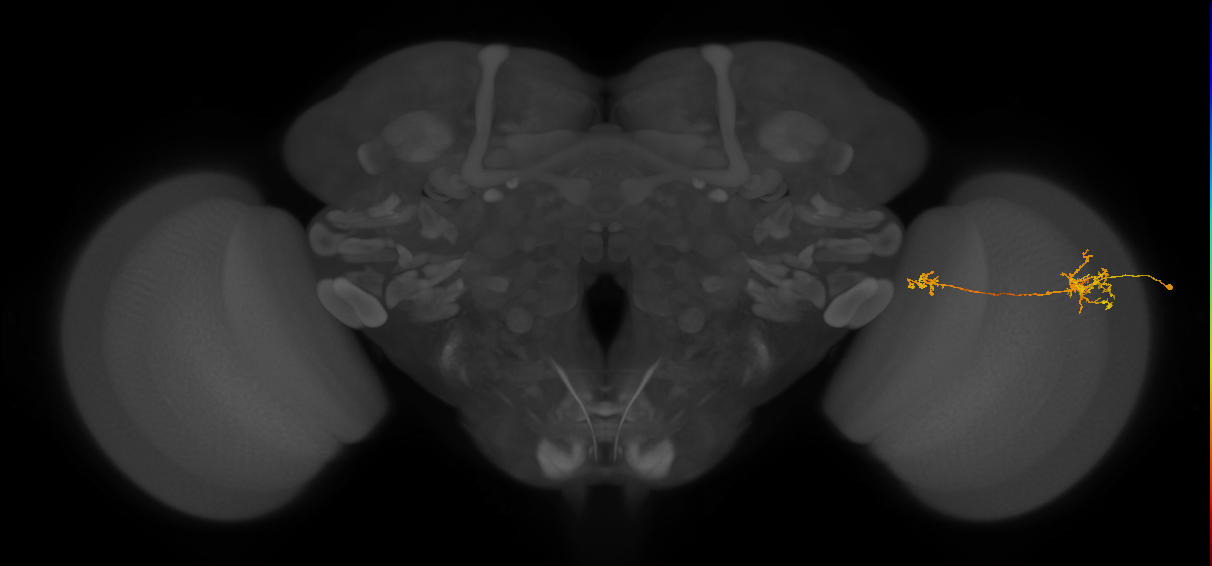 Tm36_R (JRC_OpticLobe:86576)