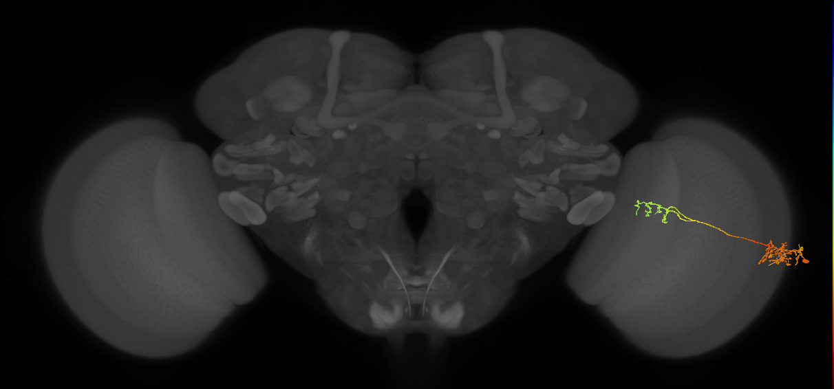 Tm37_R (JRC_OpticLobe:98038)