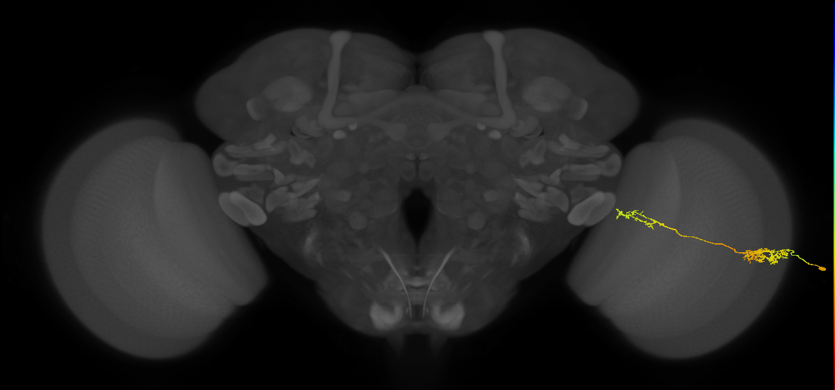 Tm37_R (JRC_OpticLobe:57036)