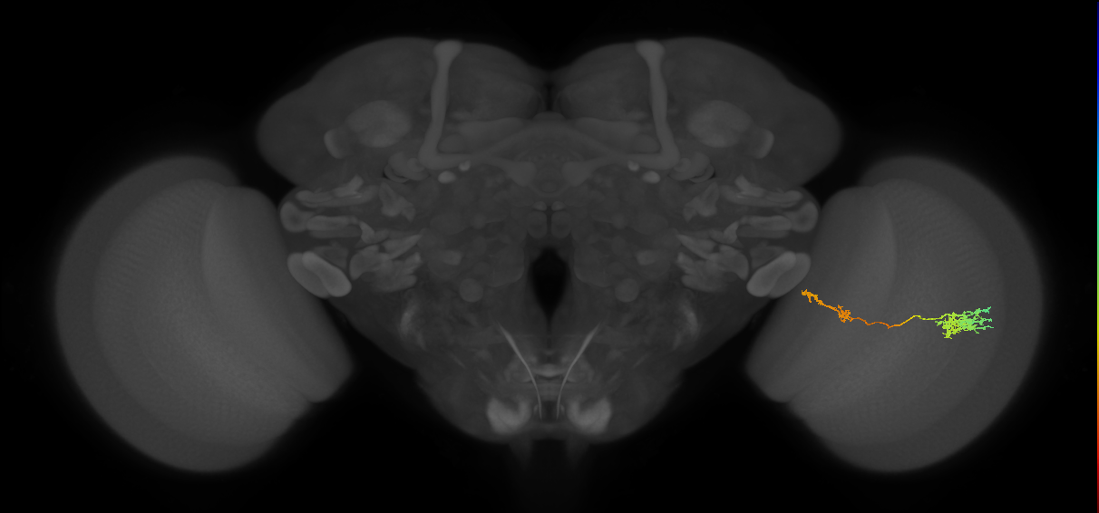 Tm37_R (JRC_OpticLobe:81257)