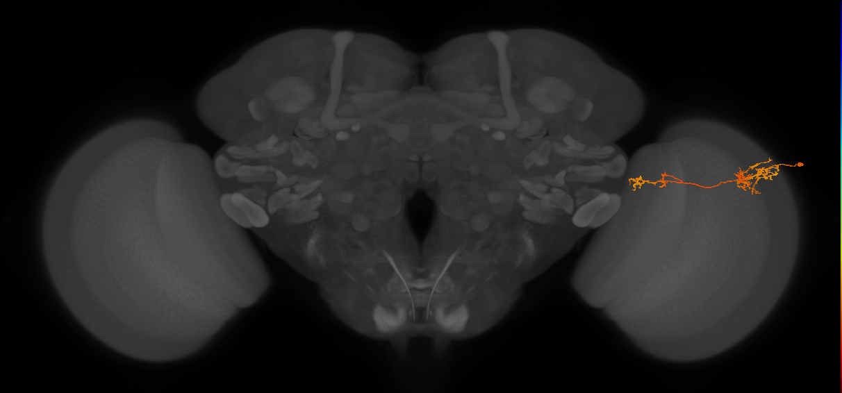 Tm37_R (JRC_OpticLobe:57525)