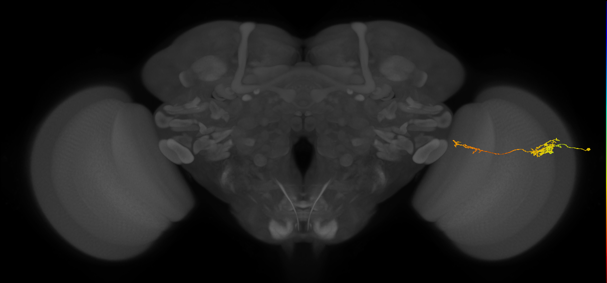 Tm37_R (JRC_OpticLobe:77002)