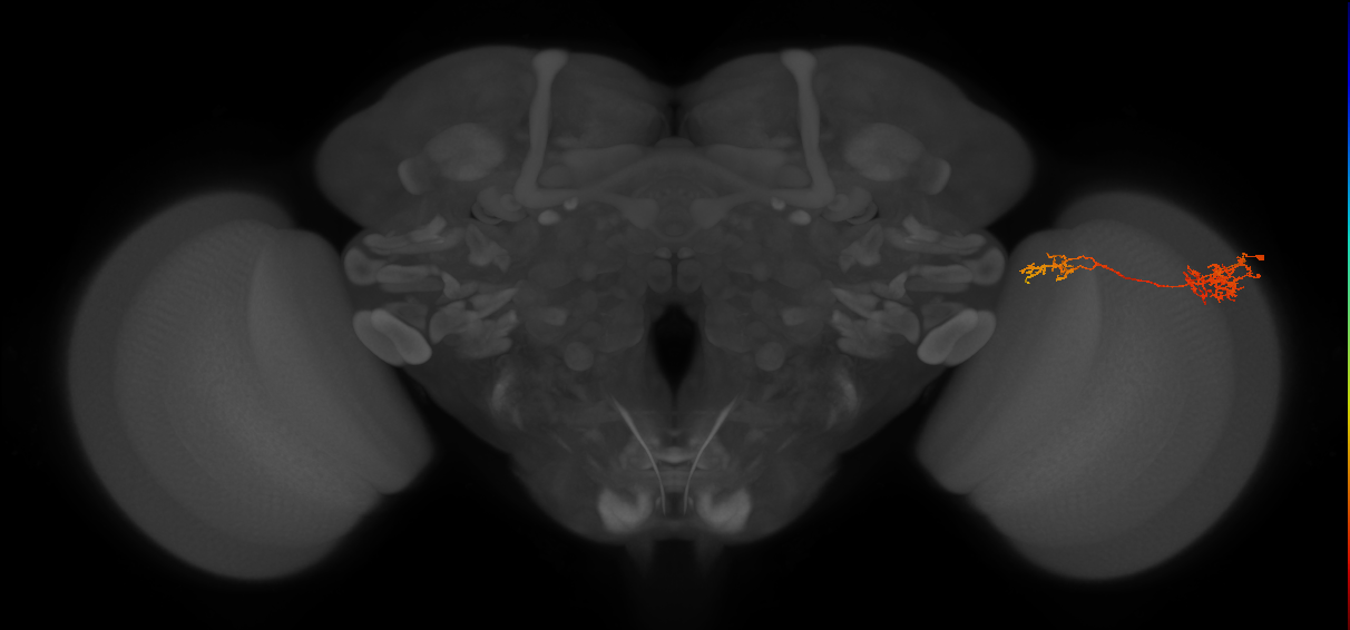 Tm37_R (JRC_OpticLobe:57856)