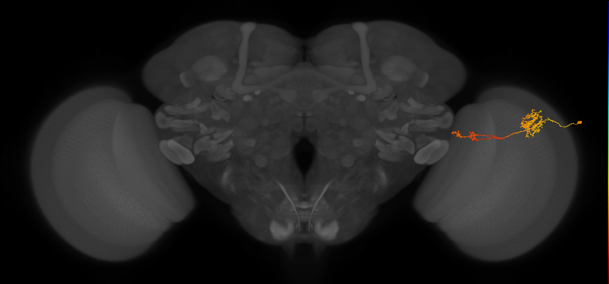 Tm37_R (JRC_OpticLobe:57715)