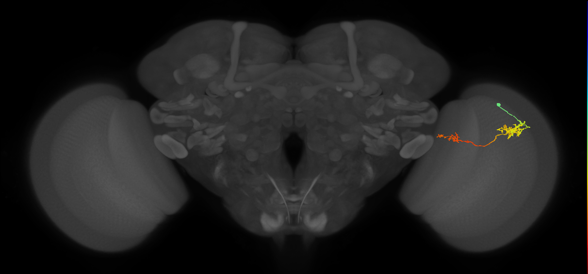 Tm37_R (JRC_OpticLobe:87377)