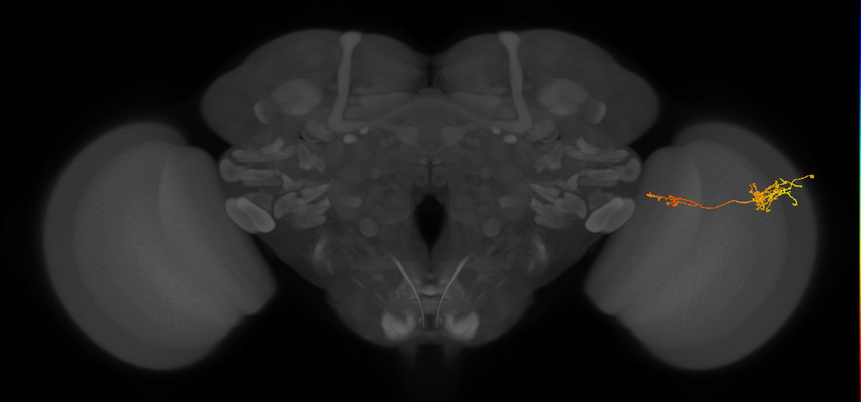 Tm37_R (JRC_OpticLobe:64696)