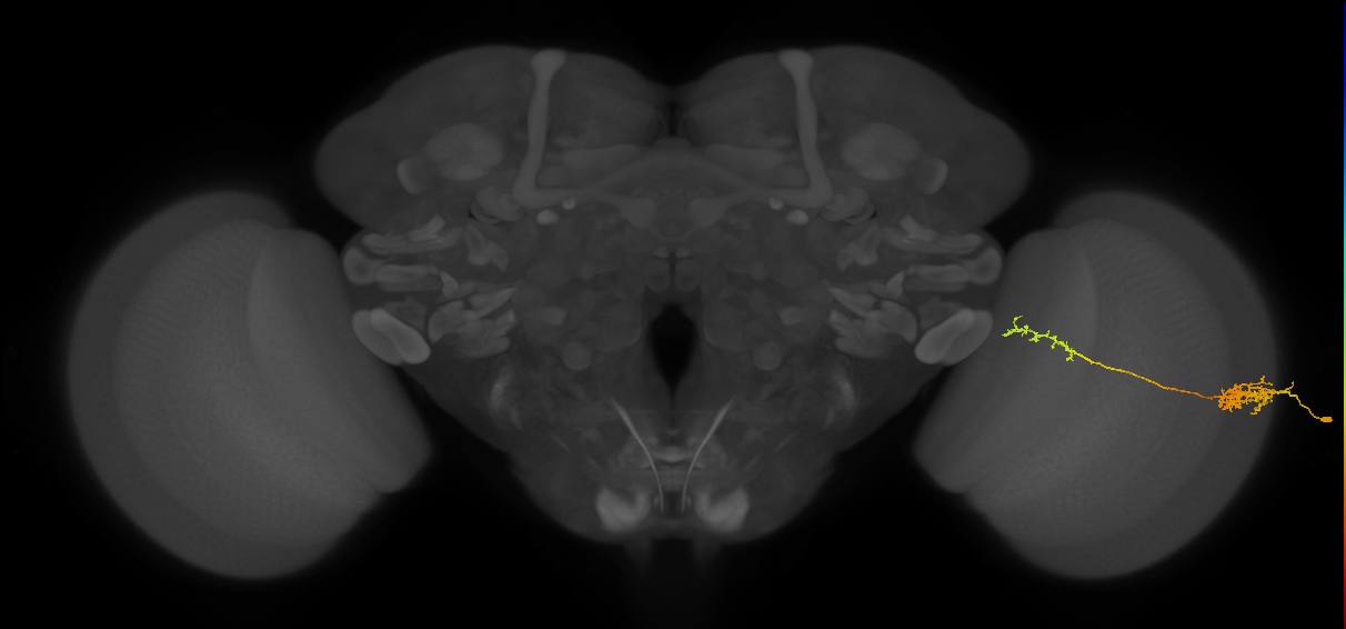 Tm37_R (JRC_OpticLobe:57345)