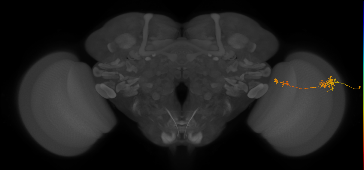 Tm37_R (JRC_OpticLobe:61647)