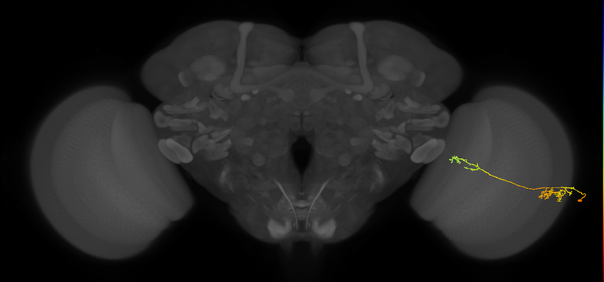 Tm37_R (JRC_OpticLobe:62696)