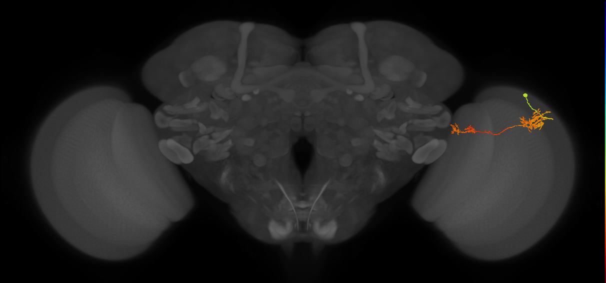 Tm37_R (JRC_OpticLobe:50764)