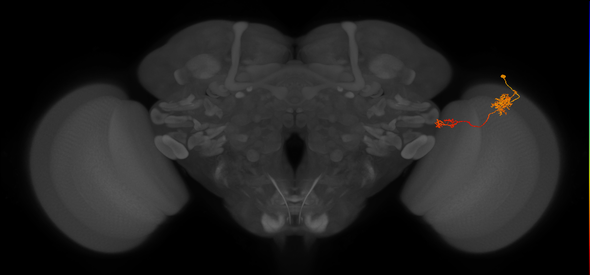 Tm37_R (JRC_OpticLobe:48865)