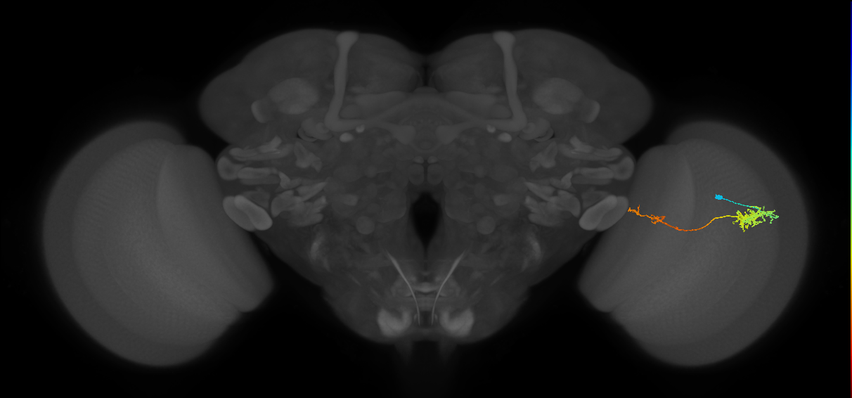 Tm37_R (JRC_OpticLobe:62814)