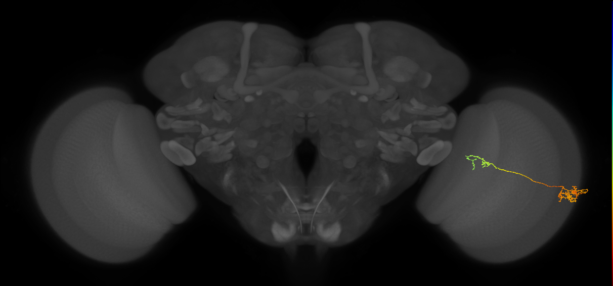 Tm37_R (JRC_OpticLobe:74645)