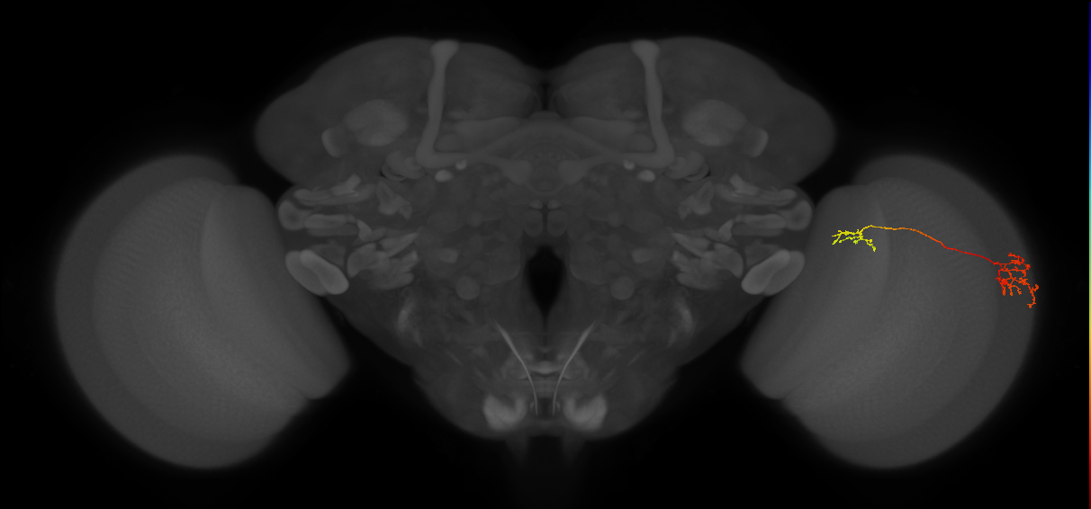 Tm37_R (JRC_OpticLobe:77943)