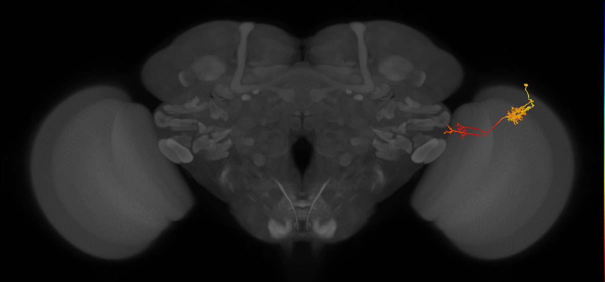 Tm37_R (JRC_OpticLobe:55878)