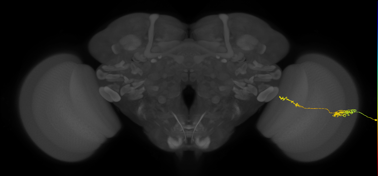 Tm37_R (JRC_OpticLobe:58173)