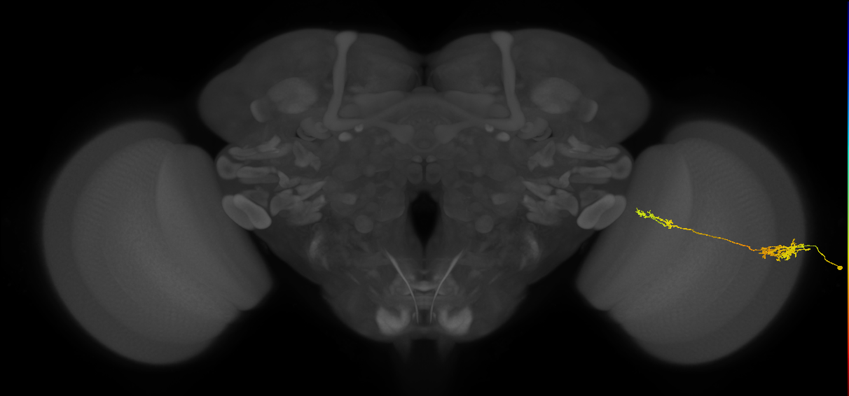 Tm37_R (JRC_OpticLobe:81616)