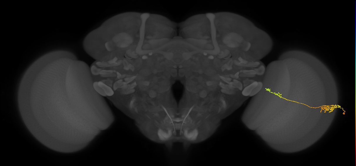 Tm37_R (JRC_OpticLobe:60790)