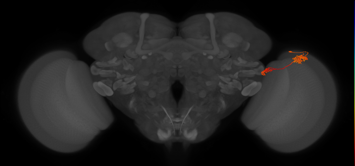 Tm37_R (JRC_OpticLobe:51778)