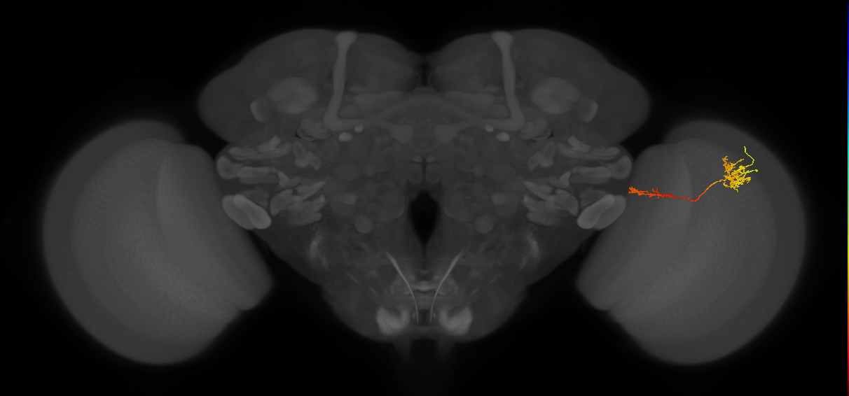 Tm37_R (JRC_OpticLobe:90222)