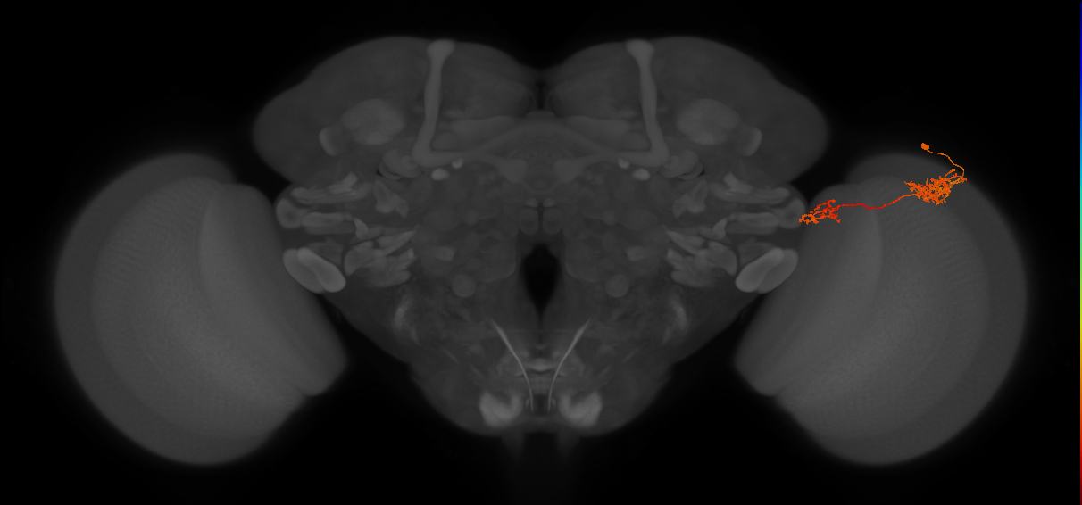 Tm37_R (JRC_OpticLobe:45534)