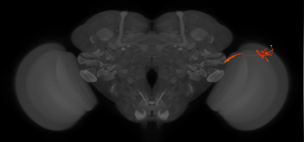 Tm37_R (JRC_OpticLobe:52012)