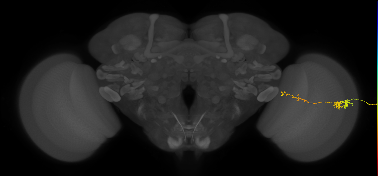 Tm37_R (JRC_OpticLobe:59820)