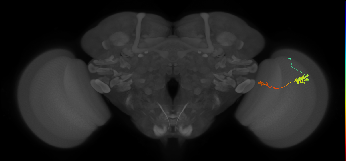 Tm37_R (JRC_OpticLobe:69071)