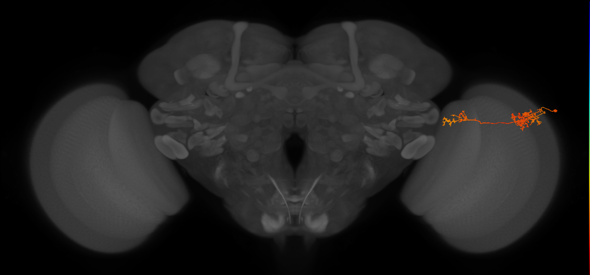 Tm37_R (JRC_OpticLobe:51132)