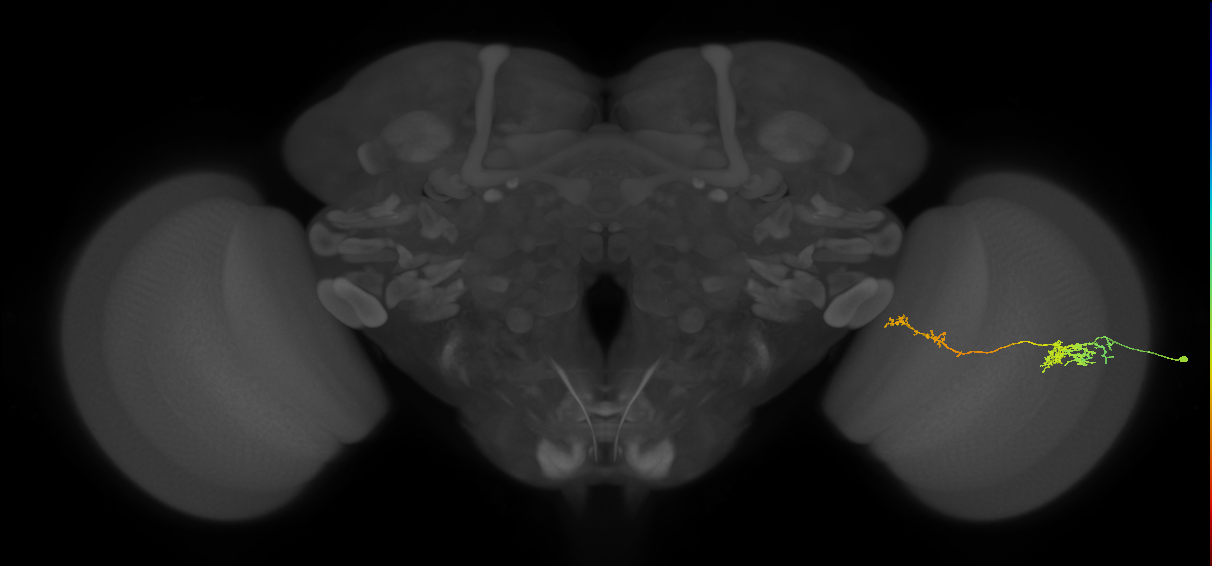 Tm37_R (JRC_OpticLobe:63120)