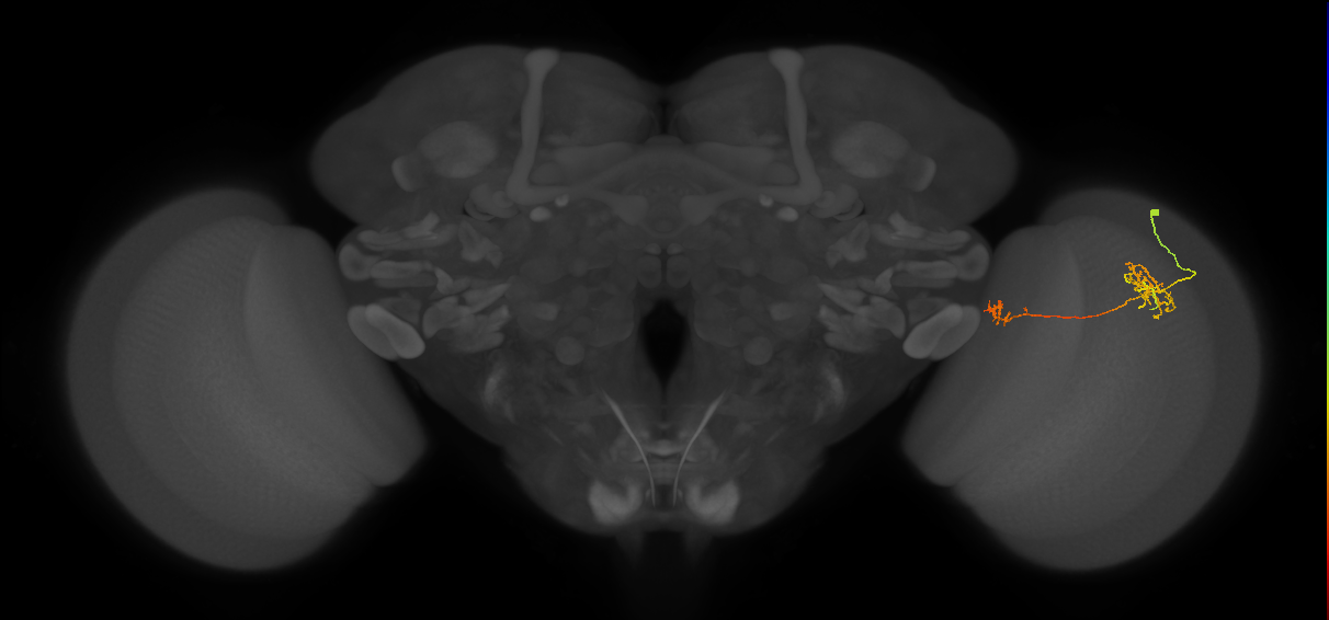Tm38_R (JRC_OpticLobe:59014)