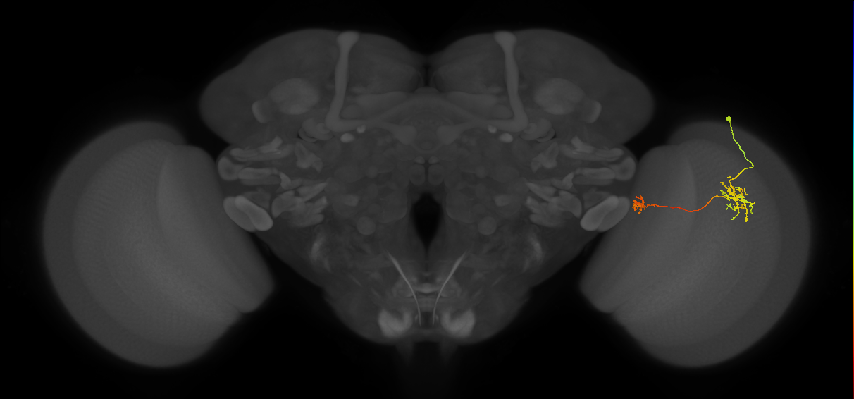 Tm38_R (JRC_OpticLobe:54782)