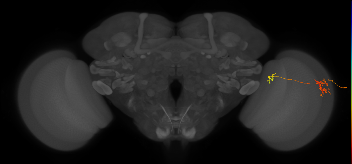 Tm38_R (JRC_OpticLobe:45200)